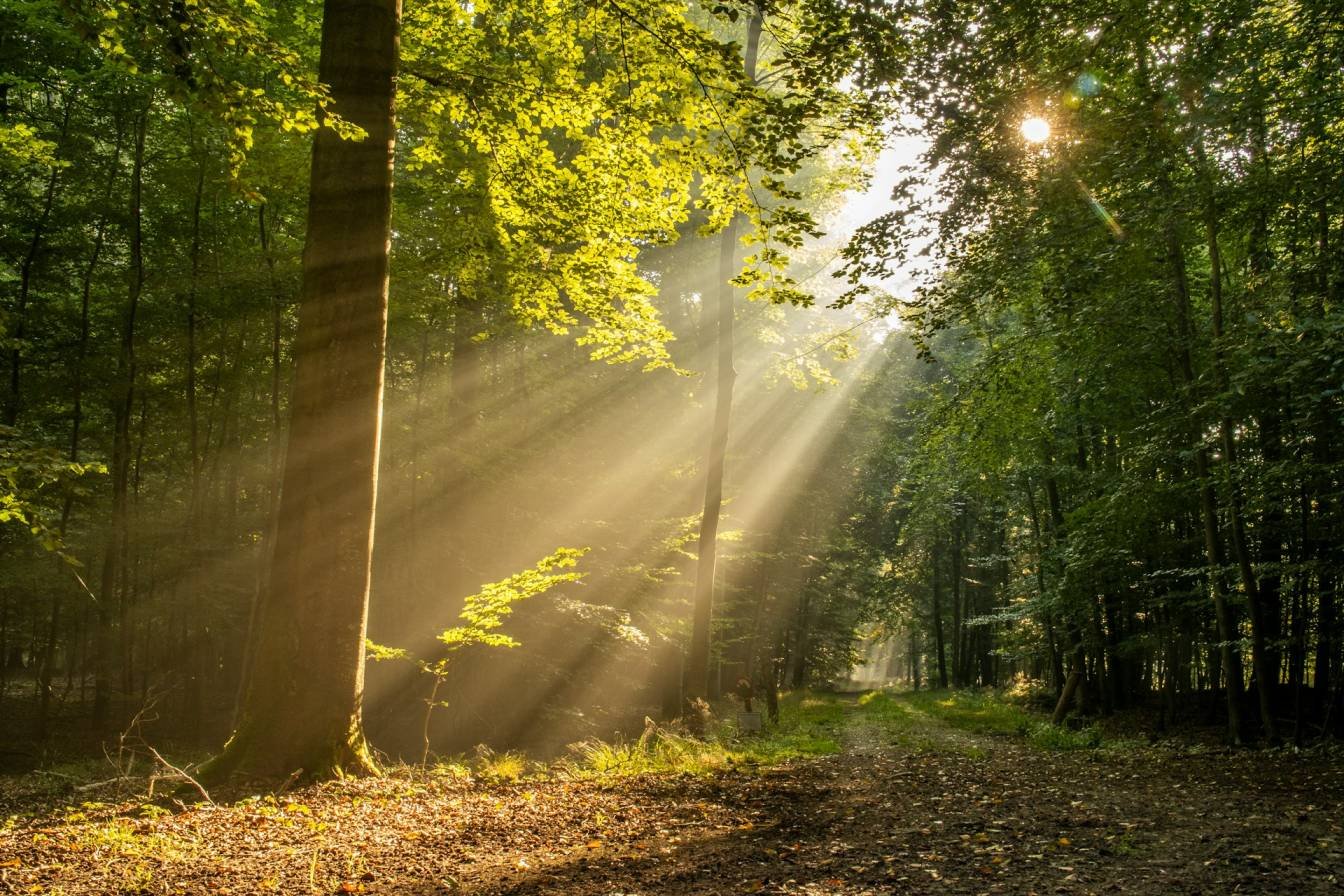 Calm healing space for EMDR therapy
